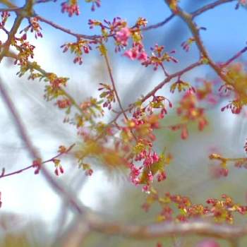 慢性植中毒の画像 by Ryuさん | お出かけ先と癒しと❇キラキラ輝いて❇と蕾が好きと慢性植中毒とピンクのお花とはると綺麗な色♡と花のある暮らしとさくら