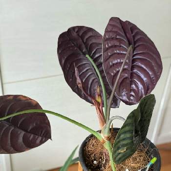 アロカシア・クプレアの投稿画像一覧|🍀GreenSnap(グリーンスナップ) アロカシア・クプレアの投稿画像一覧|🍀GreenSnap(グリーンスナップ)