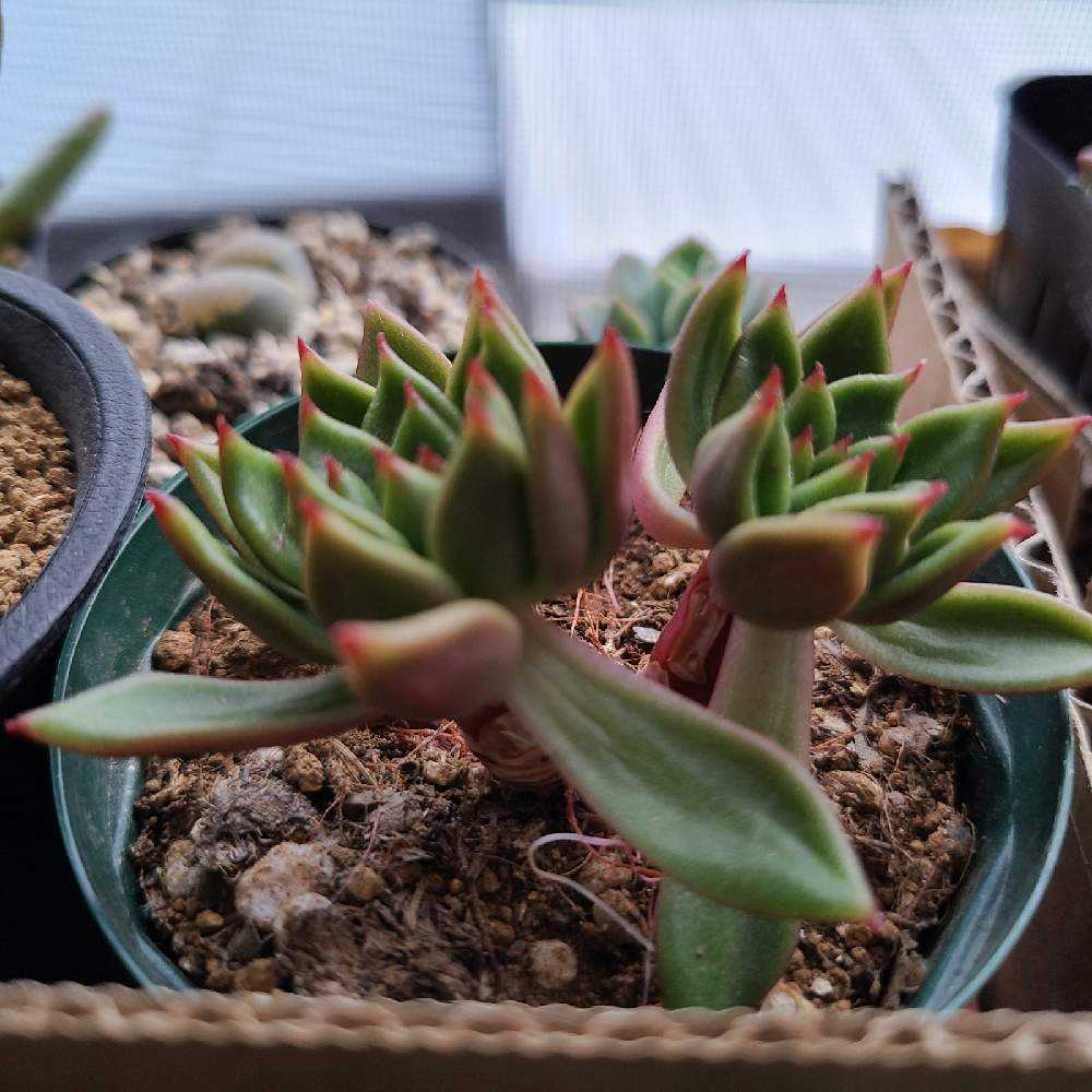 ジェイドポイントの成長記録🧡🧡｜🍀GreenSnap（グリーンスナップ）