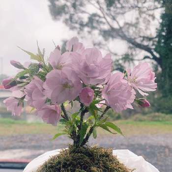 苔玉さんの投稿画像一覧 Greensnap グリーンスナップ