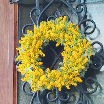 アカシアミモザの画像 by naomiさん | 玄関と ミモザとアカシアミモザとリースと花のある暮らしと花が好き