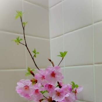 陽光桜の画像 by にっちょさん | 陽光桜とクロモジとミニアレンジと病院の生け花