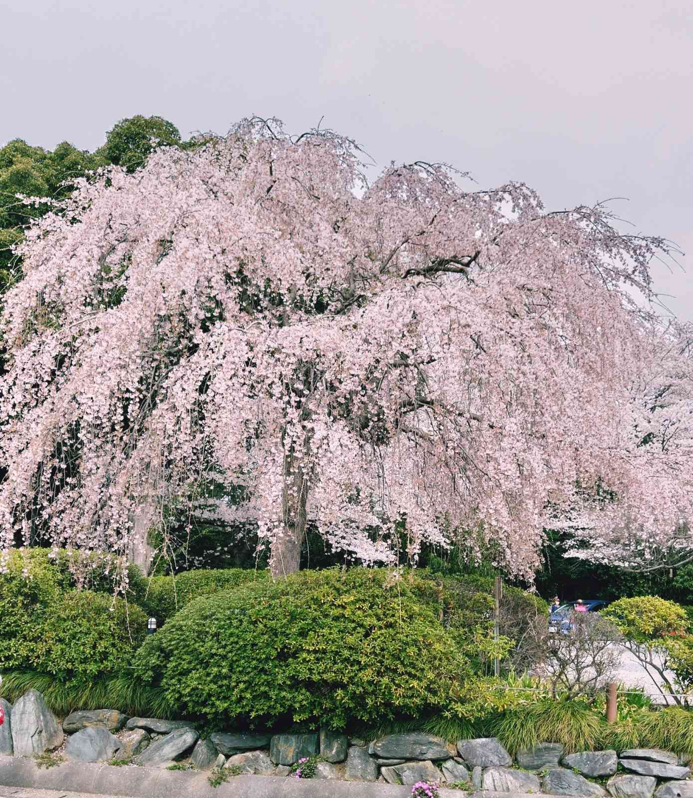 (A0033)パセ・ジェラルド「花咲く桜の木」 A0033)パセ・ジェラルド「花咲く桜の木」 A0033)パセ