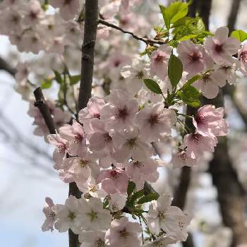 たくさん咲いたの画像 by あやさん | お出かけ先と今だけ❕と春。とおおしま桜と優しい色とたくさん咲いた