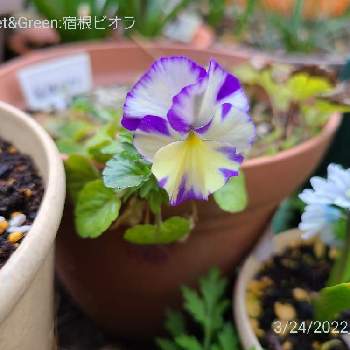 宿根ビオラ の投稿画像一覧 Greensnap グリーンスナップ