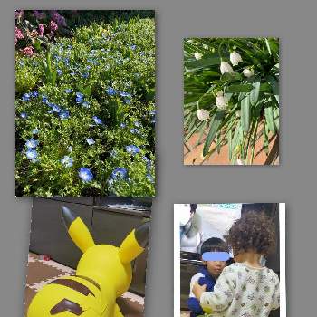 ピカチュウ の投稿画像一覧 Greensnap グリーンスナップ