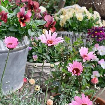 ローダンセマム プチマカロンの画像 by cranberry*さん | 小さな庭とローダンセマム プチマカロンとピンクの花と癒されるとローダンセマム❇︎と花のある暮らしと小花好き