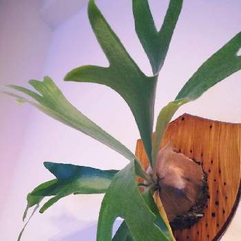 ビカクシダ　ネザーランドの画像 by はなびさん | 部屋と ビカクシダとビカクシダ　ネザーランドとわたしの家の観葉植物