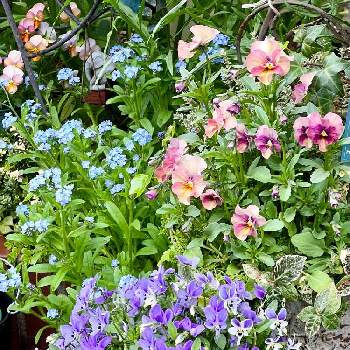 小さな庭のお花達の画像 by テクテクさん | 小さな庭とわすれな草とビオラ 碧いうさぎとビオラ☆と小さな庭のお花達