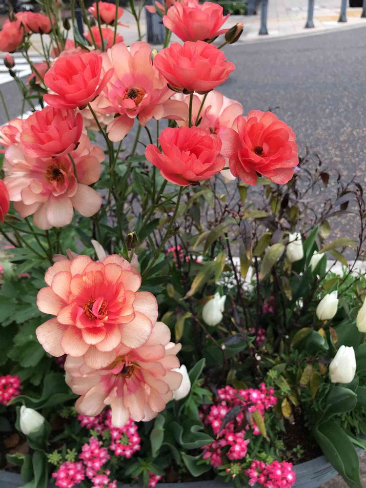 白花葉さんの横浜公園への投稿