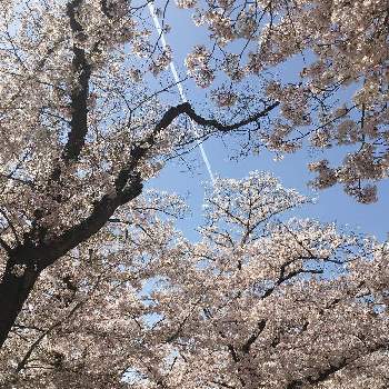 空と花の画像 by hiro_tさん | お出かけ先とサクラと桜フォトコン2022と桜(さくら)リレーと雲の仲間と空と花