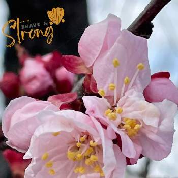 ピンクの梅の花の投稿画像一覧 Greensnap グリーンスナップ