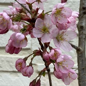 かわいい,きれい,癒される,ピンクの花,挿し木から成長の画像
