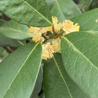 月桂樹,ローリエ,黄色い花,今日のお花,お出かけ先の画像