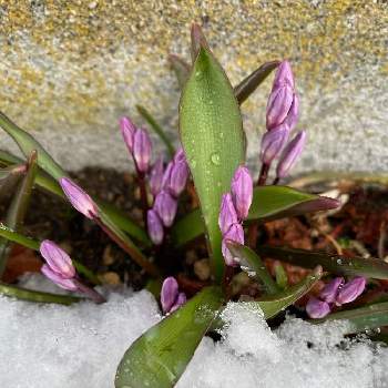 春よ来いの画像 by 一人静さん | 小さな庭とチオノドクサと花のある暮らしと花いろいろと癒されてと春よ来い