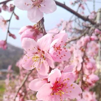 枝垂れ桃の画像 by たまごさん | 畑と枝垂れ桃と桃の花と可愛い花と花木と庭木と綺麗な花と低木と花のある暮らし