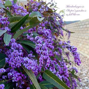 キュンなspring❁⃘*.ﾟの画像 by Chopin(ショパン)さん | ハーデンベルギアと春はキュン♡な季節...とハーデンベルギア　紫　白とパープルと紫色の花とつる性植物と綺麗とネイティブプランツともりもりと濃いめ投稿とかわいいと被災地にエールを…。とオージープランツとハーデンベルギア☆とレンガと花のある暮らしと花のある生活とキュンなspring❁⃘*.ﾟ