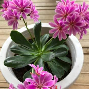 春らしいの画像 by イレブンさん | レウイシアと過去picと春らしいと可愛い❤と花と植物のある暮らしとピンクの花
