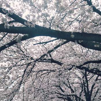春-はる-の画像 by 咲楽天さん | お出かけ先と 桜並木と春-はる-とピンクと風景と色彩とさくら