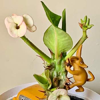 ハナキリン（花麒麟）の画像 by みぃさん | キッチンとありがとう♡とハナキリン（花麒麟）と眺めて幸せと花のある生活と世界の平和を祈ると花となかよしと小さな幸せ♡と小さい花と花のある暮らしと優しい色と多肉植物