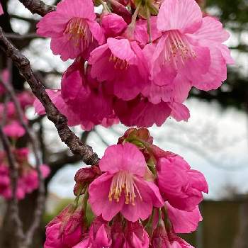 寒緋桜の画像 by Jullyさん | 寒緋桜と花のある暮らしと桜フォトコン2022