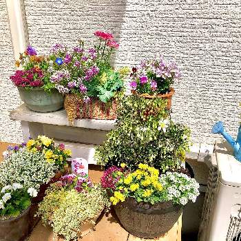 花台DIYの画像 by hinamama ♡さん | 小さな庭とビオラ♡と寄せ植えとウッドデッキと花台DIYとアリッサム♡