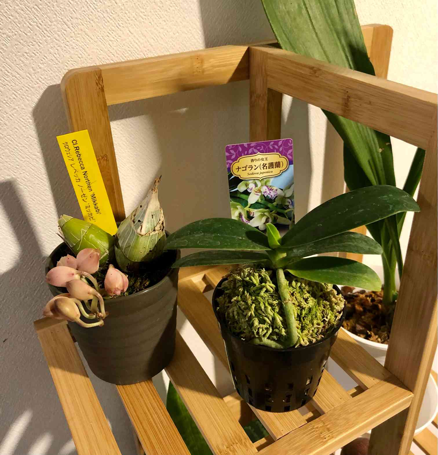 有名な高級ブランド ナゴランの一覧｜🍀GreenSnap（グリーンスナップ） その他