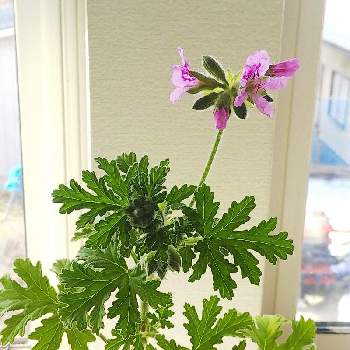 モスキートゼラニウムの投稿画像一覧 Greensnap グリーンスナップ