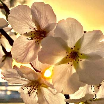 日の出の画像 by トシさん | お出かけ先と花大好きとオオシマザクラ.と小松川千本桜と日の出とバラ科といつもの公園のお友達と医療従事者に感謝と❤️桜リレー♬と新社会人頑張って