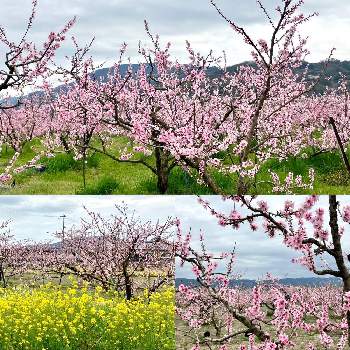 桃の花☆の画像 by lala0224さん | お出かけ先と菜の花♪と桃の花☆