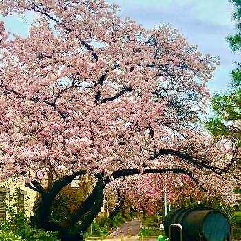 桜並木の道の画像 by fanpoさん | お出かけ先とソメイヨシノと散歩と桜並木の道