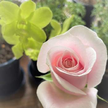 シンビジウム☆の画像 by サルボックさん | 窓辺とばら バラ 薔薇とシンビジウム☆とピンクの花とよい 1日をと平和を願う☆と花のある暮らし