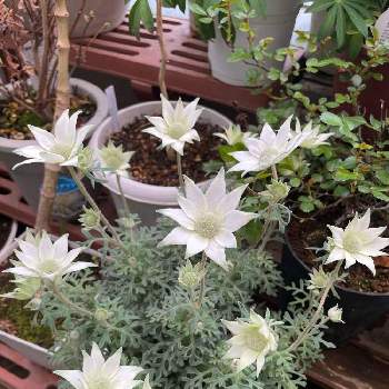 安い購入 Igrebow フランネルフラワーの花 モノクローム Sサイズ ウッド黒フレーム インテリアフォト アイグレボウ レリーフ アート Shivrai Co In