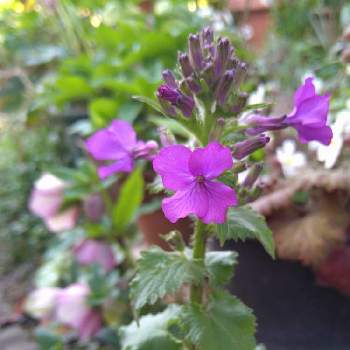 二年草の画像 by リナリアさん | 小さな庭とゴウダソウ属と二年草と今日の一枚と鉢植えと紫の花とアブラナ科と紫のお花