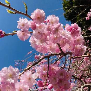 すてき〜✨の画像 by dollmamaさん | お出かけ先と枝垂れさくらとピンク色と春が来た❣️ときれい～✴とすてき〜✨と青空