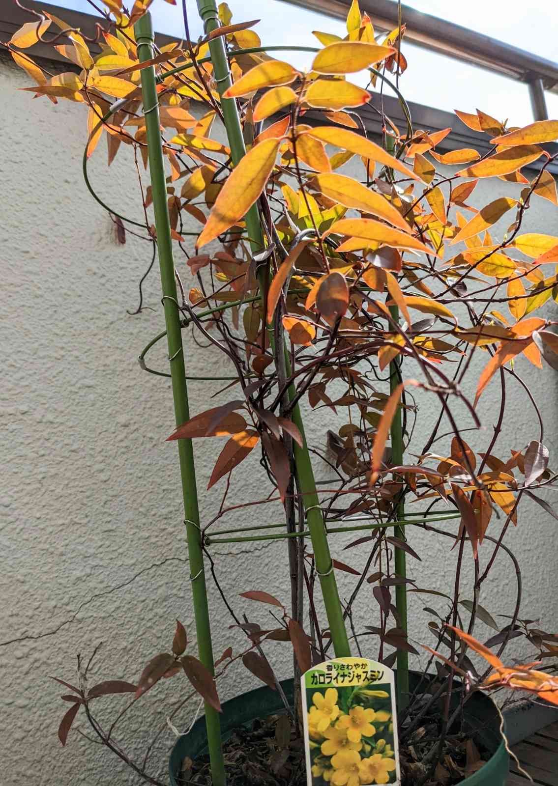 カロライナジャスミン何年目だったかな…？｜🍀GreenSnap（グリーン