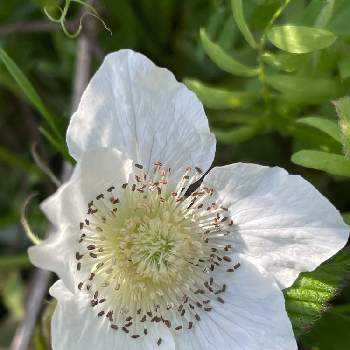 野いちごの花の投稿画像一覧 Greensnap グリーンスナップ