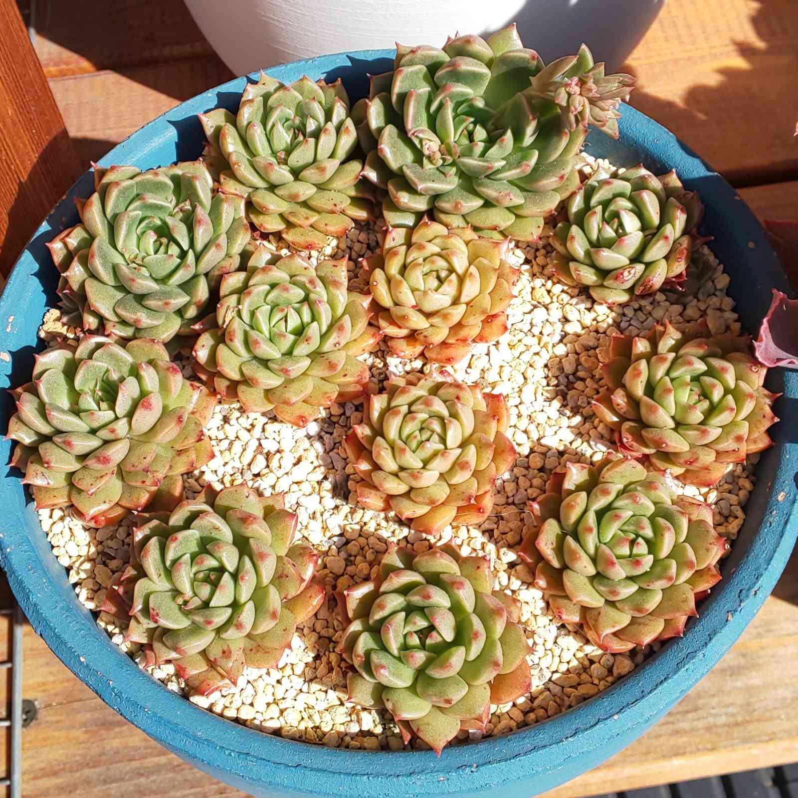 多肉植物 オリビア 抜き苗 エケベリア 多肉植物 2.オリビア 抜き苗