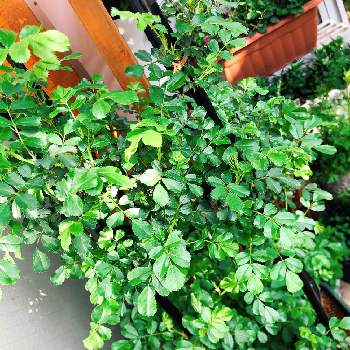 バラ バレリーナの投稿画像一覧 Greensnap グリーンスナップ
