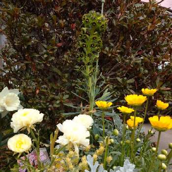 ユーフォルビア.の画像 by ニャンズママさん | ユーフォルビア ブラックパールとユーフォルビア.と寄せ植えと春の庭