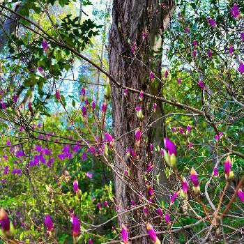 もりの画像 by Joyさん | むらさきとパープル　紫とお散歩写真とむらさきのはなともりのかぜともり