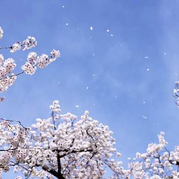 お散歩風景の画像 by biancoさん | ソメイヨシノとお散歩風景と里山の風景と野の花が好きと桜フォトコン2022と平和な日々を願い