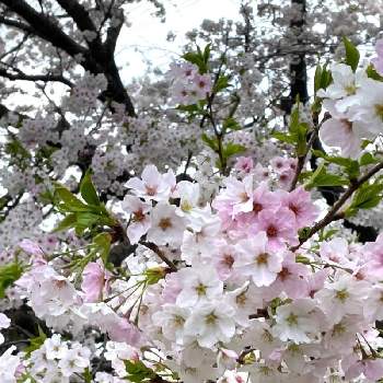 緑は癒しの画像 by ゴーラムくんさん | お出かけ先とそとおりひめ桜と衣通姫桜と植物は癒しと春のお花と自然とピンクの花と公園と自然大好きと大好きと桜フォトコン2022と緑のある暮らしと緑は癒しと白いお花と花のある暮らしとかわいいとお散歩とGREEN UP!