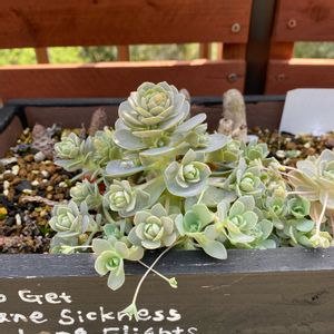 子持ち蓮華,多肉植物,今日の一枚,植中毒,花芽かな？の画像