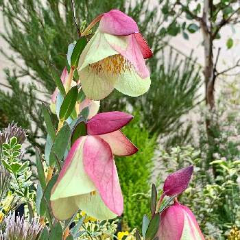 ピメレア ピソディスの投稿画像一覧 Greensnap グリーンスナップ ピメレア ピソディスの投稿画像一覧 Greensnap グリーンスナップ