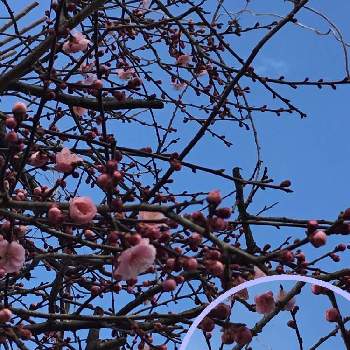梅の花の画像 by スーさん | お出かけ先と梅の花と1日の始まりと花を愛でるとピンクのお花♡とエールと平和を願うとチーム新潟と蕾がいっぱい