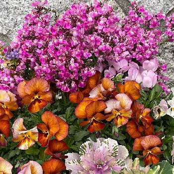 ミニ葉牡丹の画像 by イレブンさん | ビオラとガーデンシクラメンとミニ葉牡丹とリナリアと寄せ植えと花盛りと花と植物のある暮らし