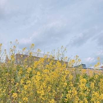 カラシナの画像 by 咲月さん | お出かけ先とカラシナと黄色い花が好きと幸せの黄色いお花