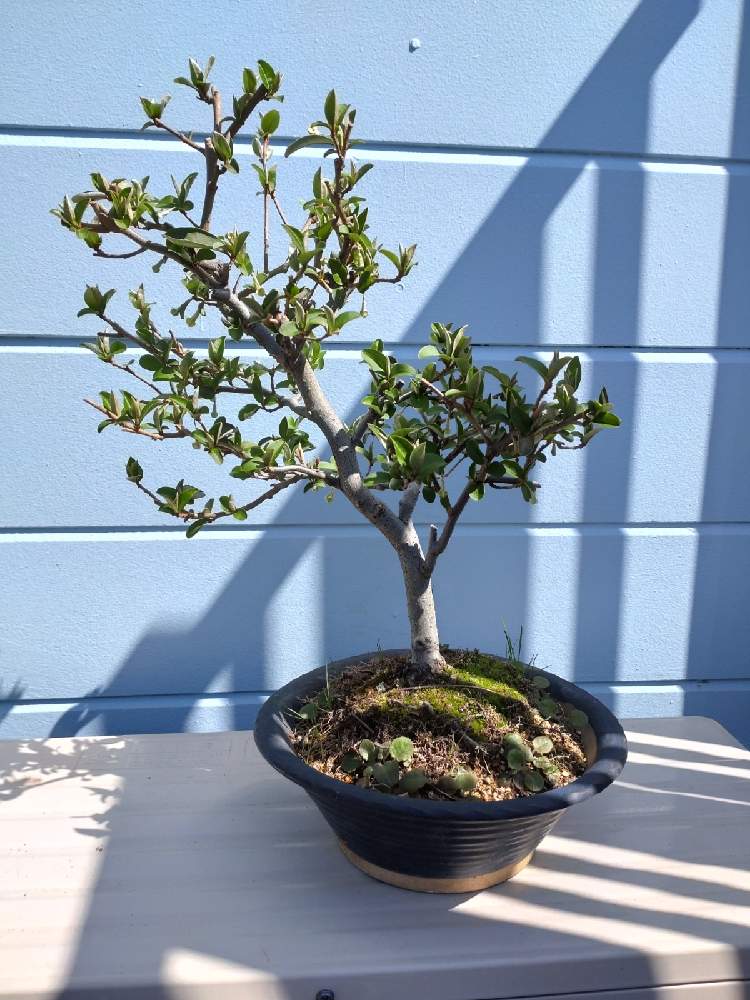 ビックリグミの投稿画像 By Northmanさん 小さな庭と芽吹きとgs映えとgs日和とコロナに負けるな と盆栽と芽吹きとgs映えとgs日和とコロナに負けるな と盆栽 22月4月1日 Greensnap グリーンスナップ Greensnap グリーンスナップ