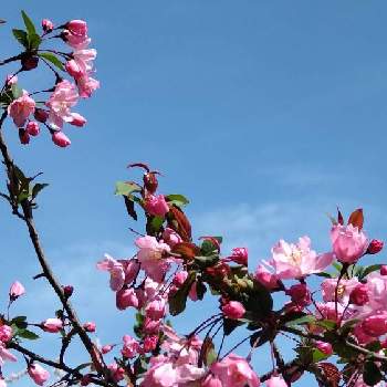 春休みの画像 by ninaさん | 春休みとハナカイドウの花と金曜日の蕾たちと花博記念公園